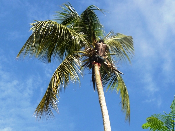 2014palme600.JPG